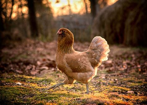 ameraucana chicken lifespan